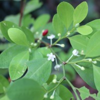 Erythroxylum novogranatense (D.Morris) Hieron.